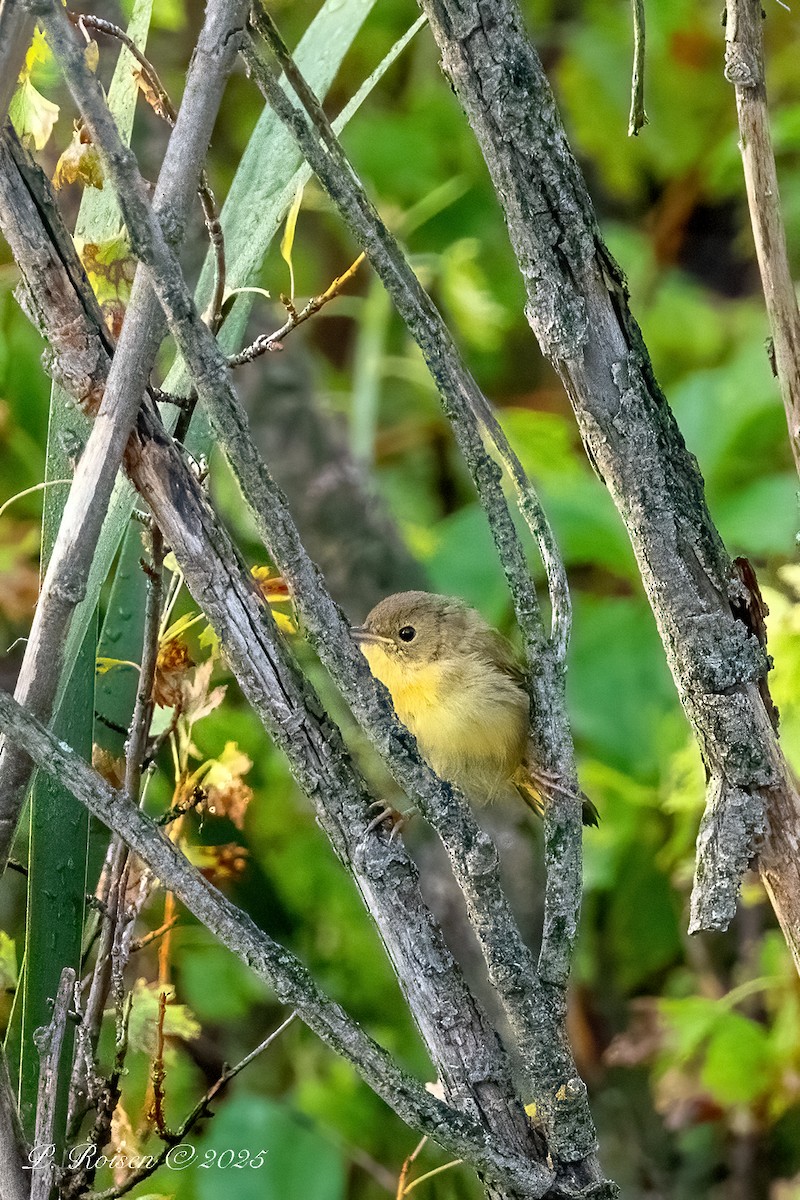 Weidengelbkehlchen - ML645869807