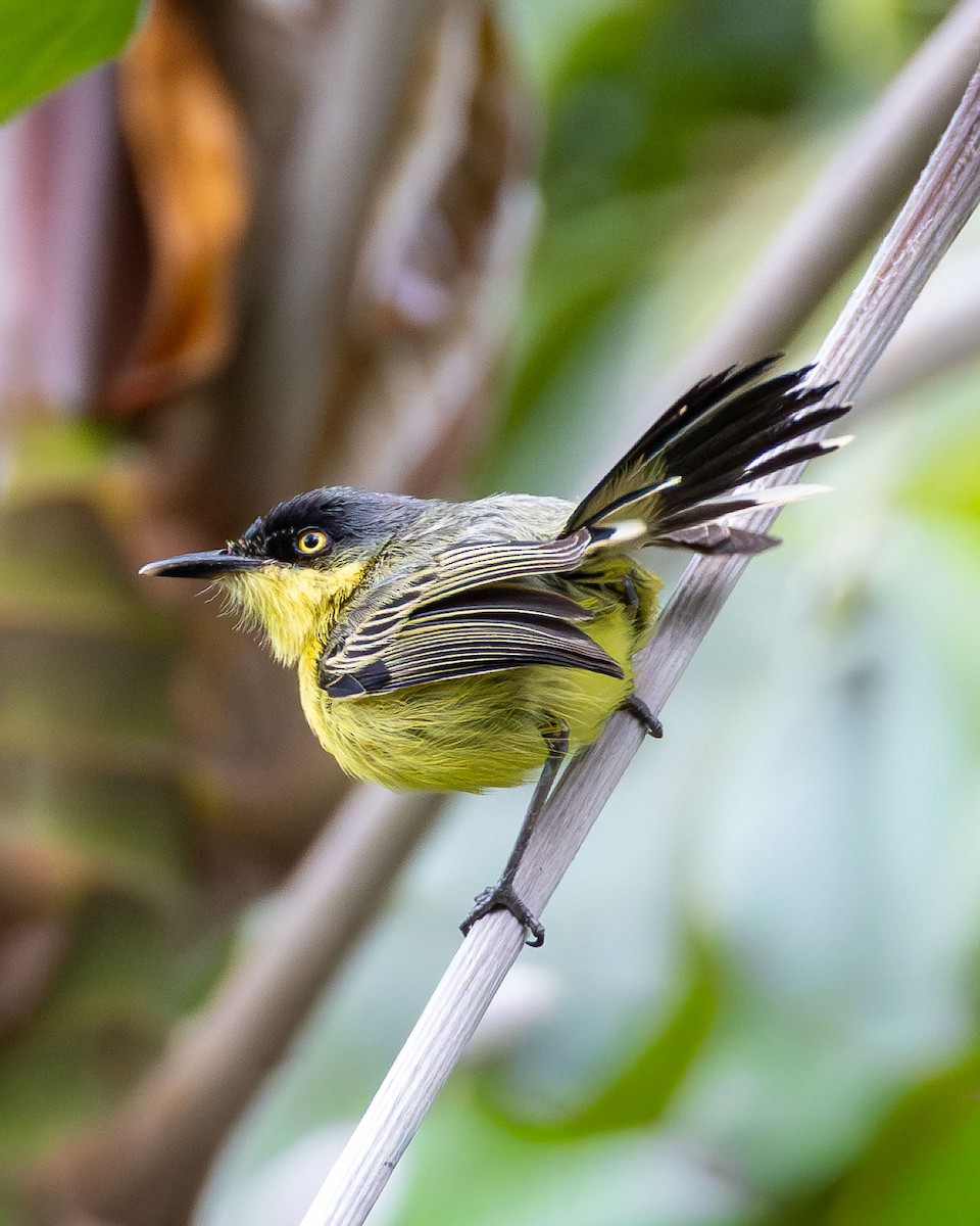 Graugelb-Todityrann - ML645869808