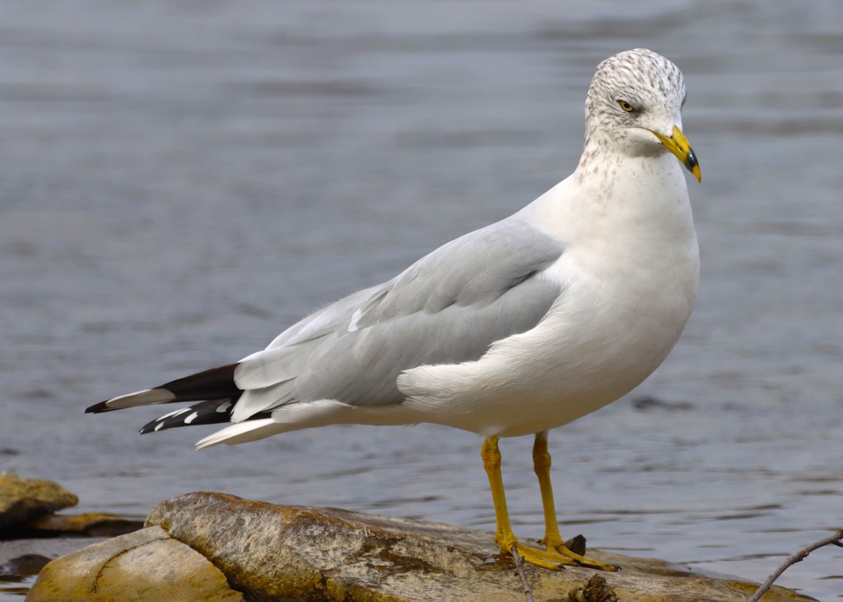 Ringschnabelmöwe - ML645869809