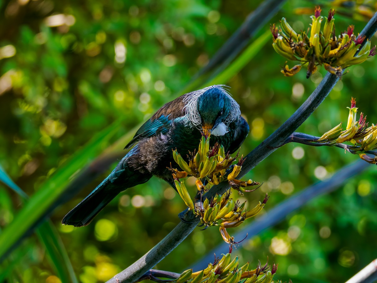 Tuihonigfresser - ML645869810