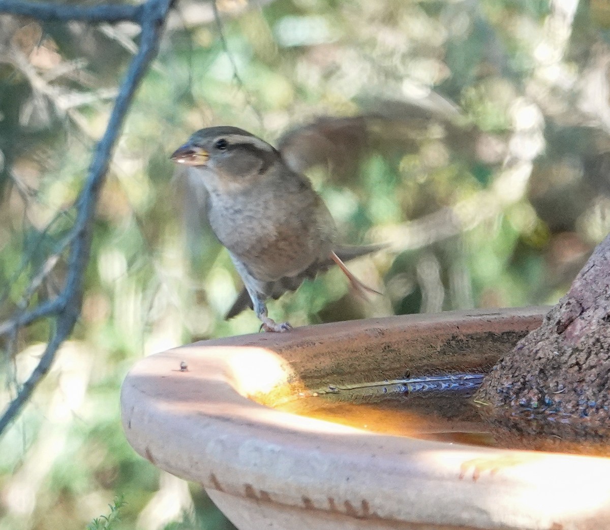 Streifenpanthervogel - ML645869811