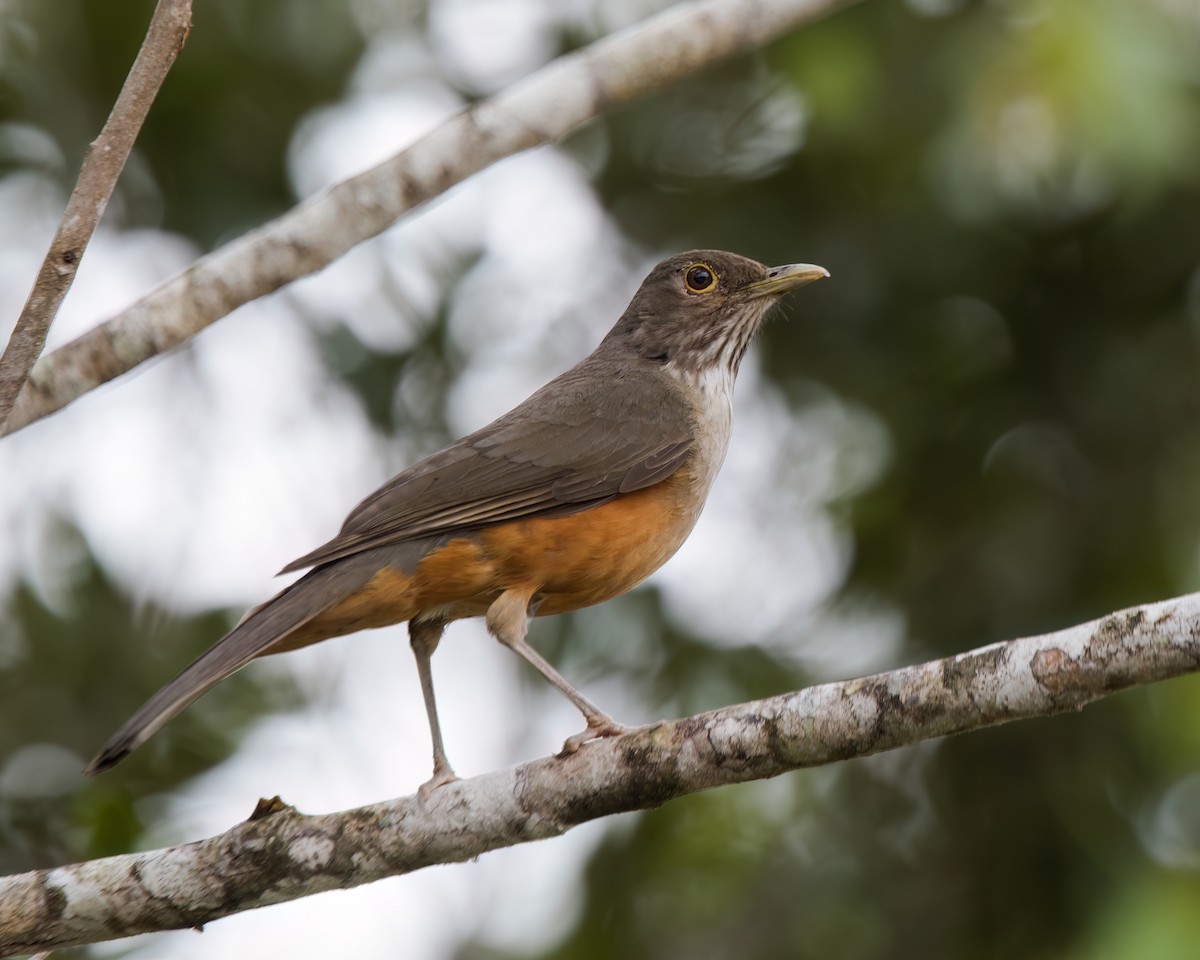 Rotbauchdrossel - ML645869812