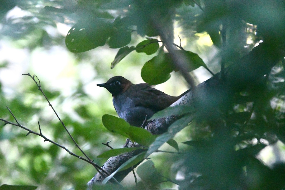 Mayan Antthrush - ML645869815