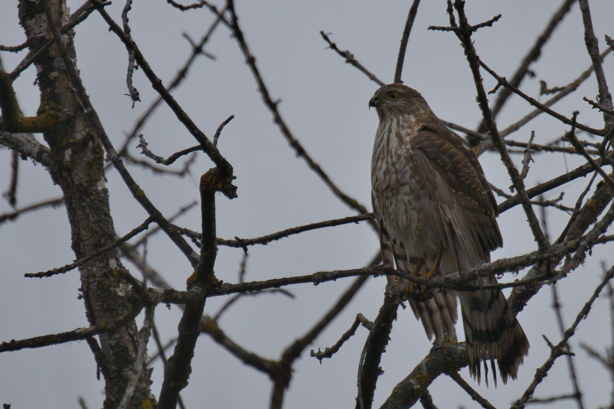 Eckschwanzsperber [velox-Gruppe] - ML645869818