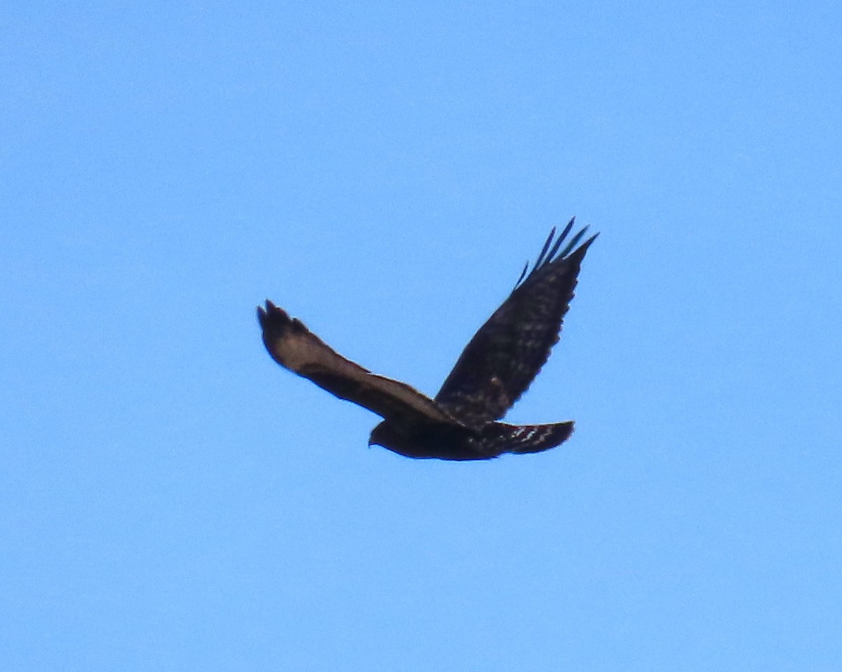 Raufußbussard - ML645869819