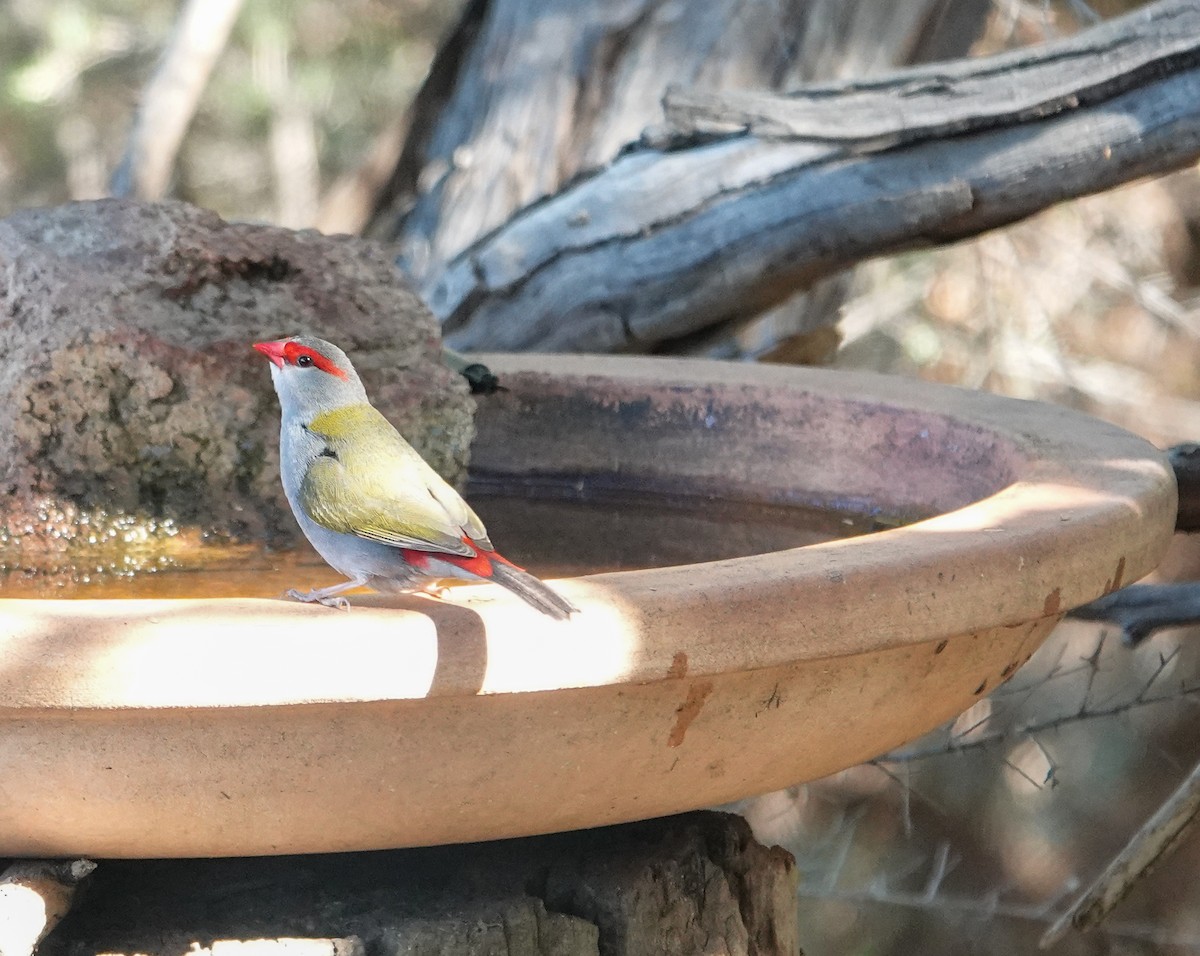 Red-browed Firetail - ML645869824