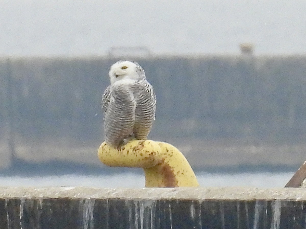 Snowy Owl - ML645869830