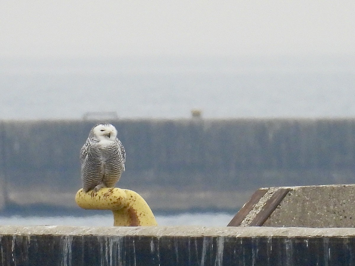 Snowy Owl - ML645869831