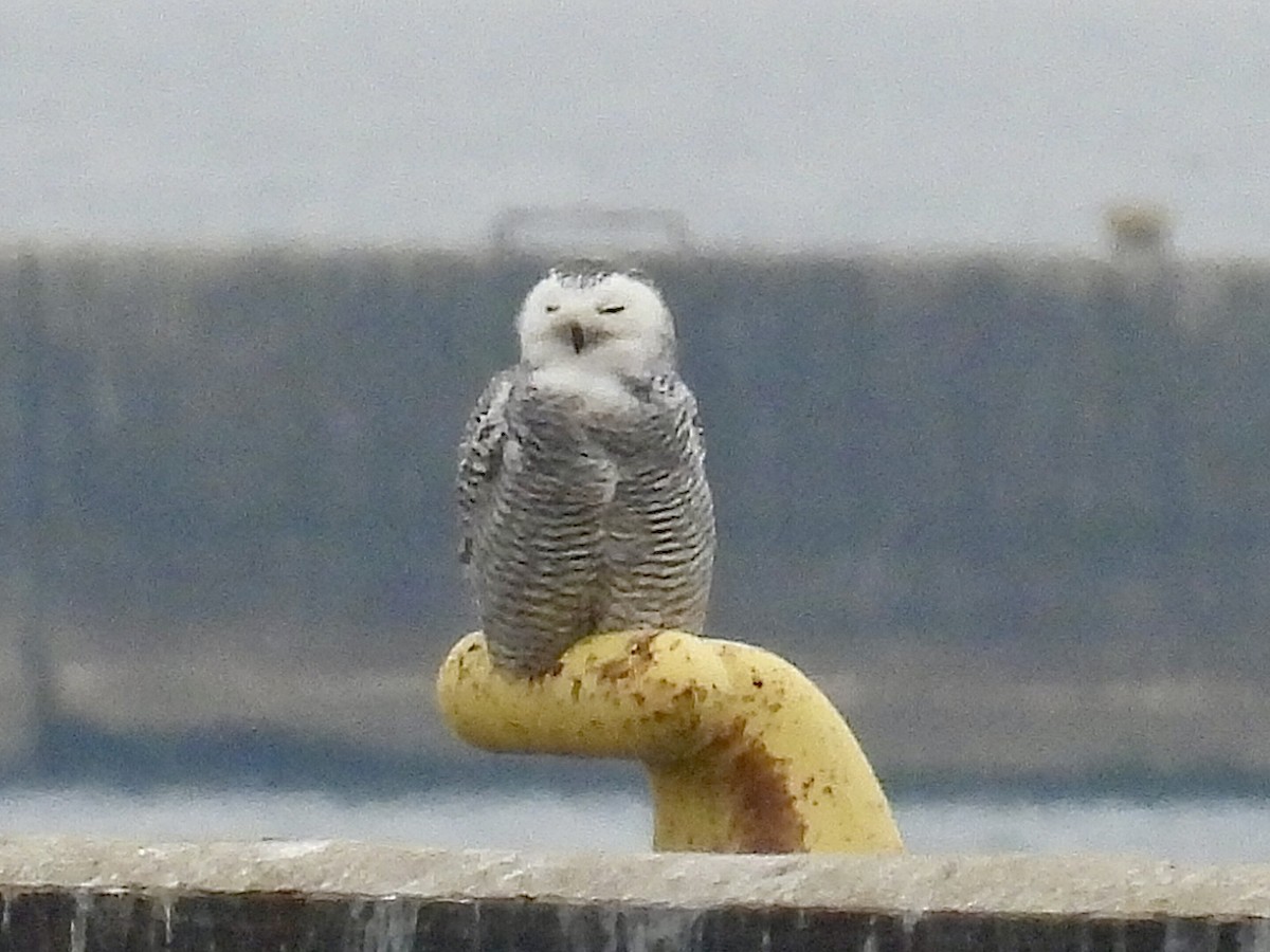 Snowy Owl - ML645869832