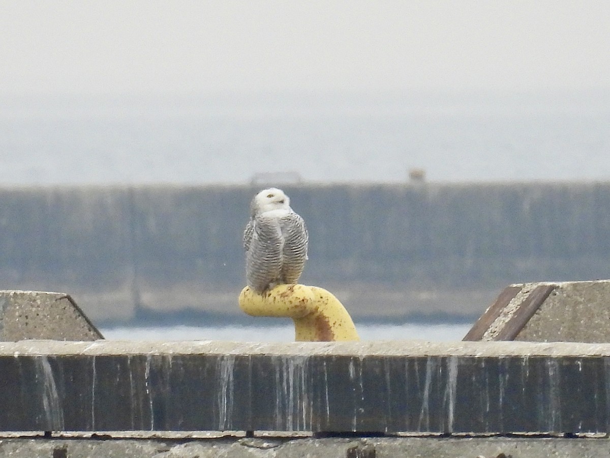 Snowy Owl - ML645869833