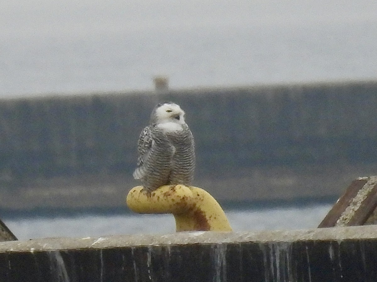 Snowy Owl - ML645869834