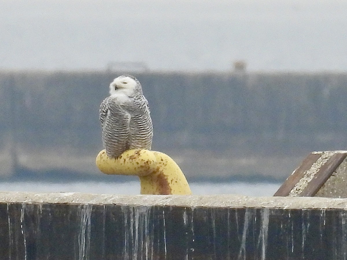 Snowy Owl - ML645869835
