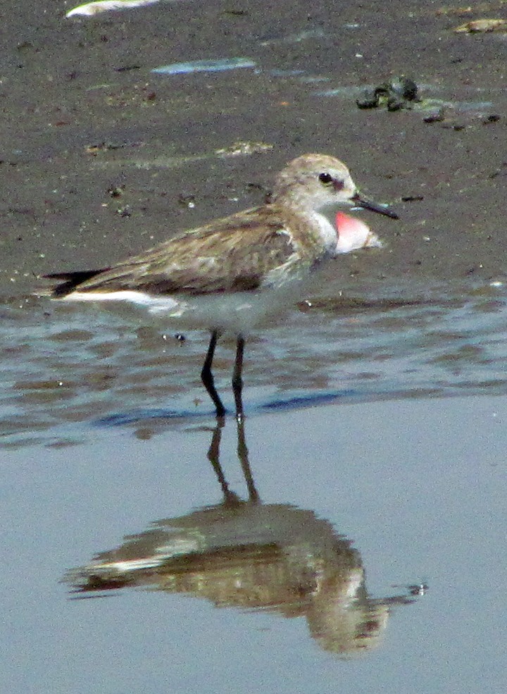 Little Stint - ML645869844