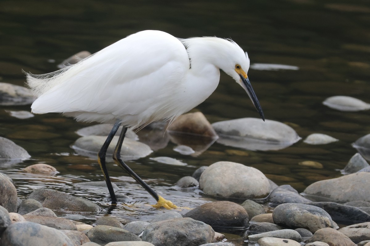 volavka bělostná - ML645869846