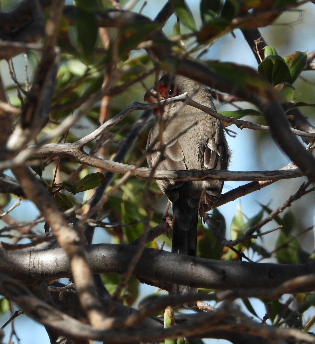 Pyrrhuloxia - ML645869851