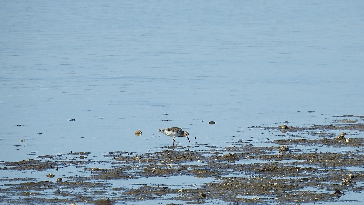 黑腹濱鷸 - ML645869854