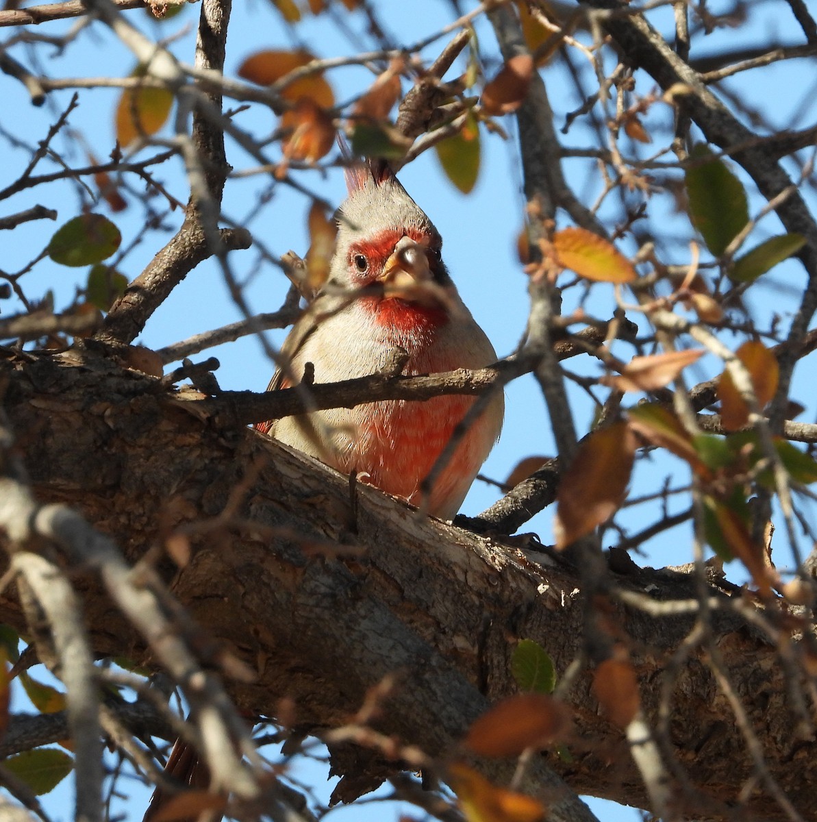Pyrrhuloxia - ML645869855