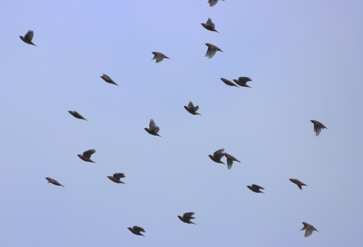 キレンジャク - ML645869857