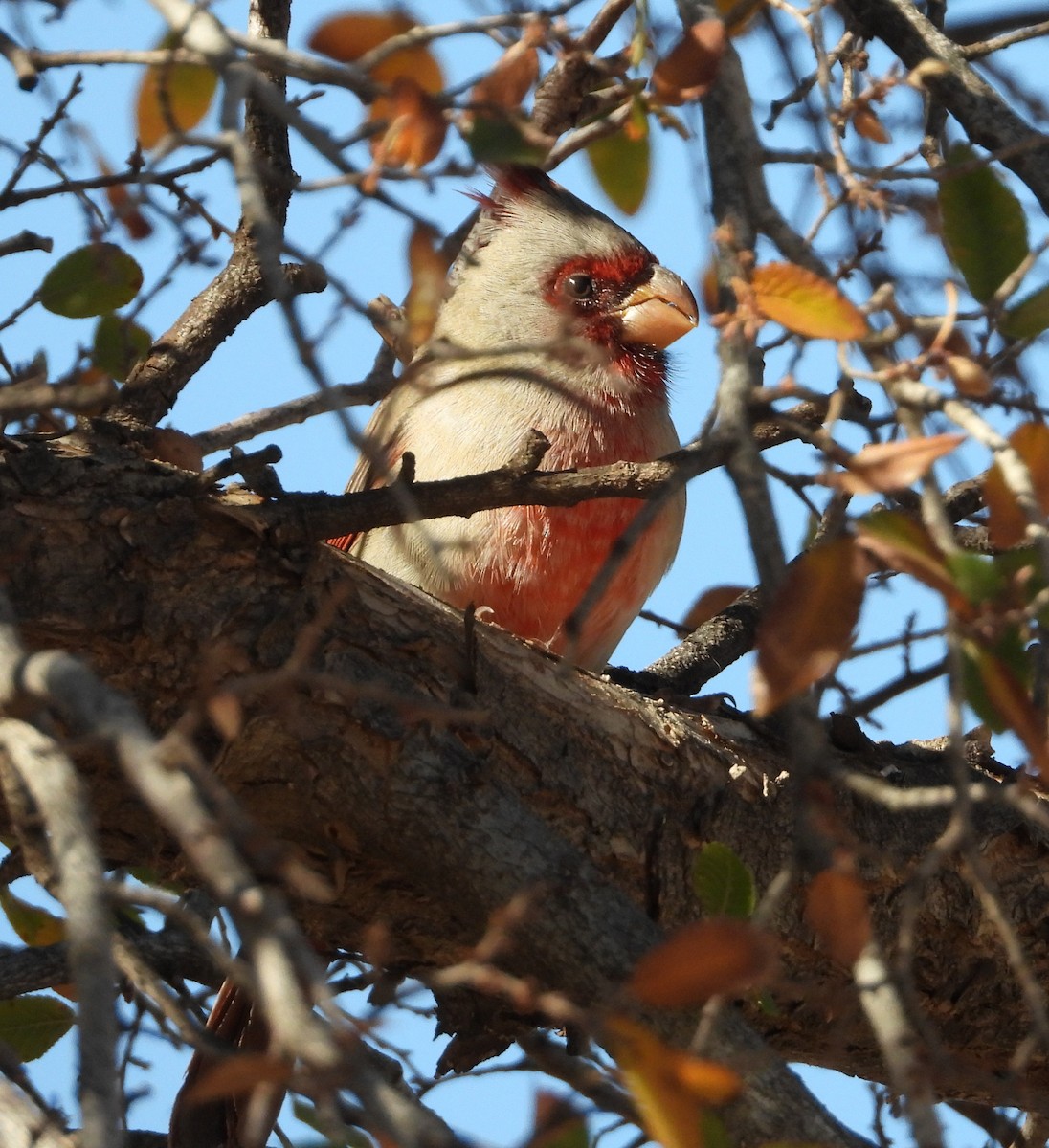 Pyrrhuloxia - ML645869858