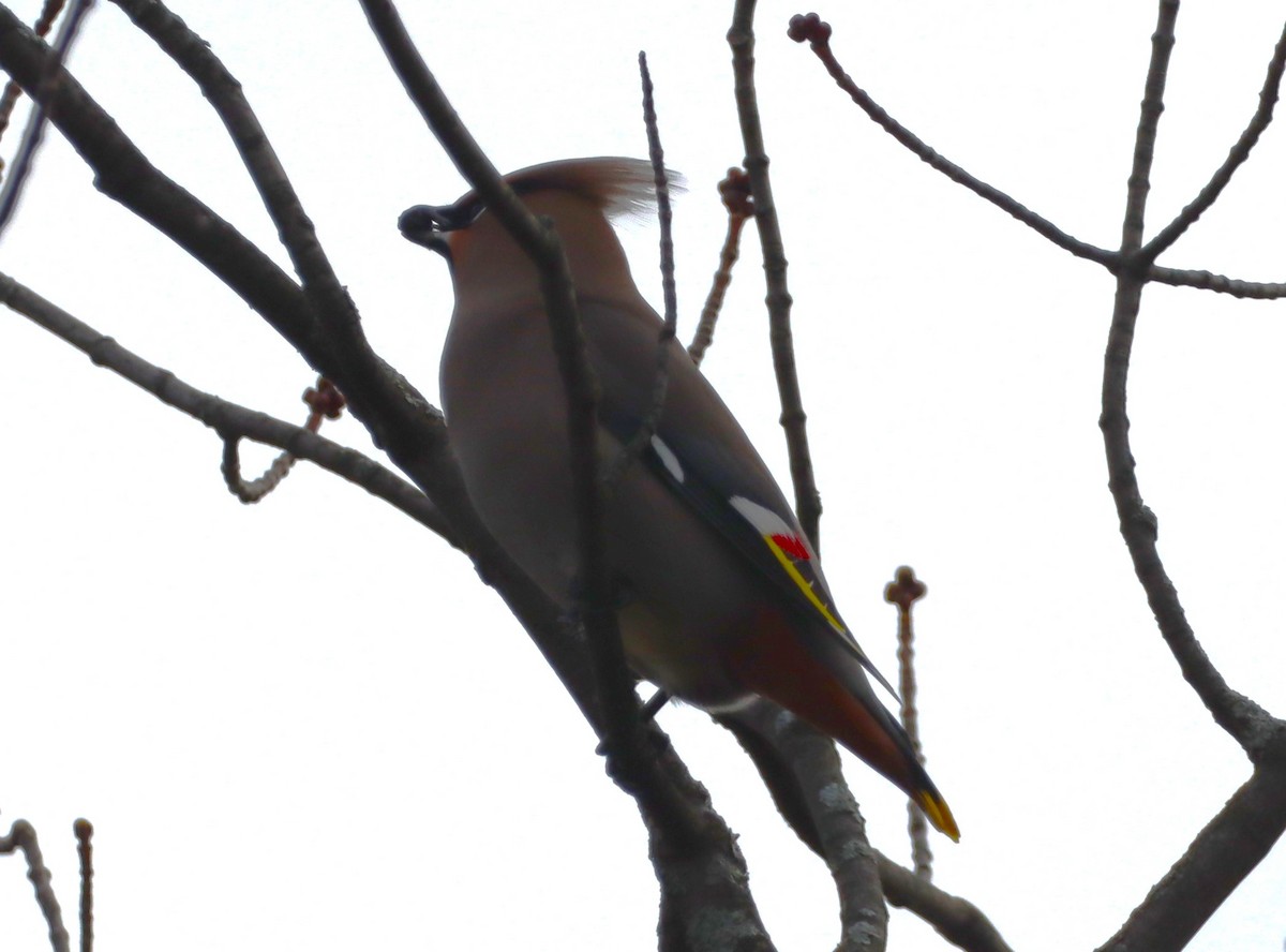 brkoslav severní - ML645869866