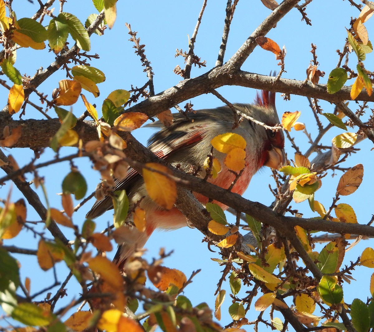 Pyrrhuloxia - ML645869867