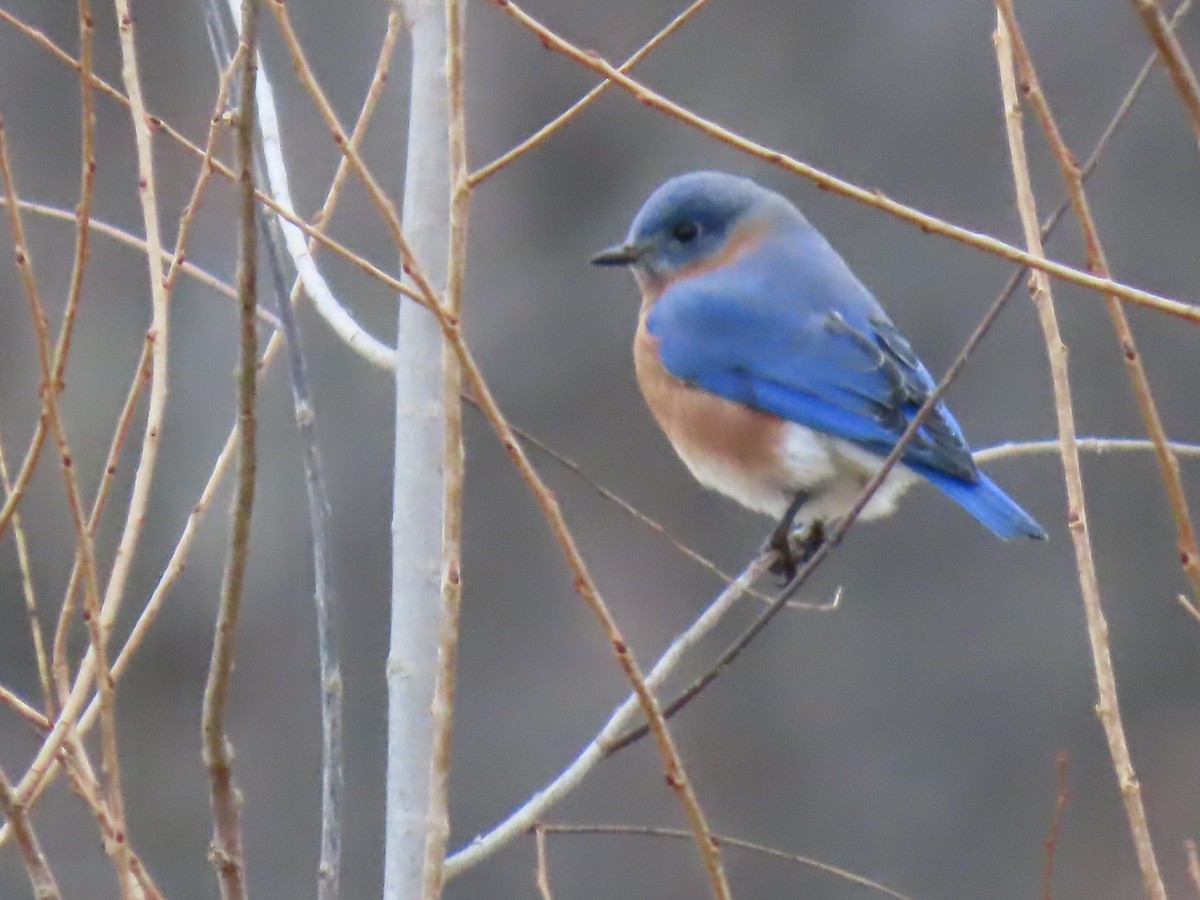 salašník modrý - ML645869868