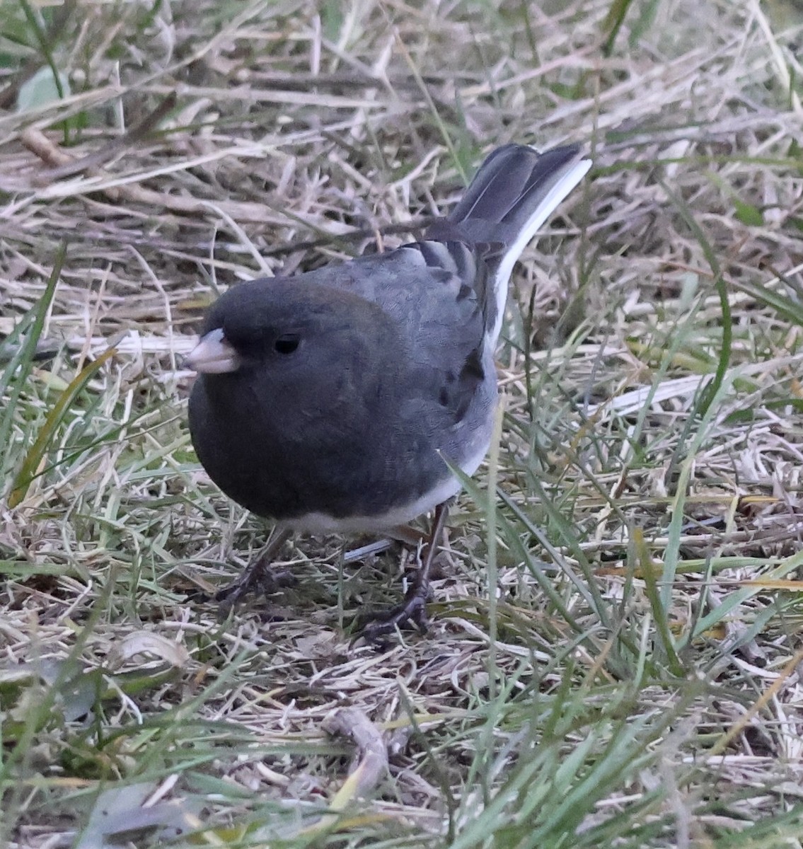 strnadec zimní - ML645869877