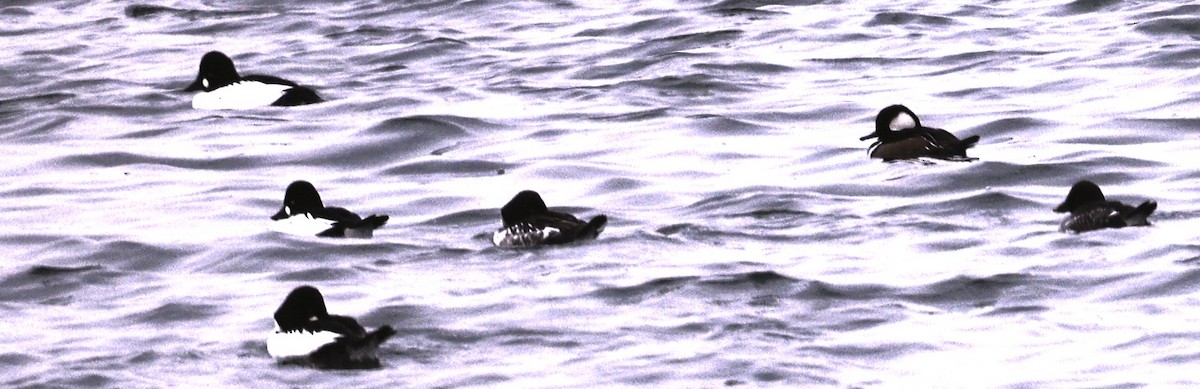 morčák chocholatý - ML645869878