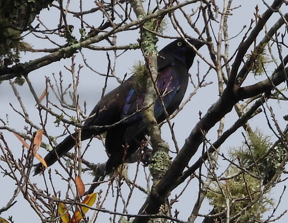 vlhovec lesklý - ML645869879