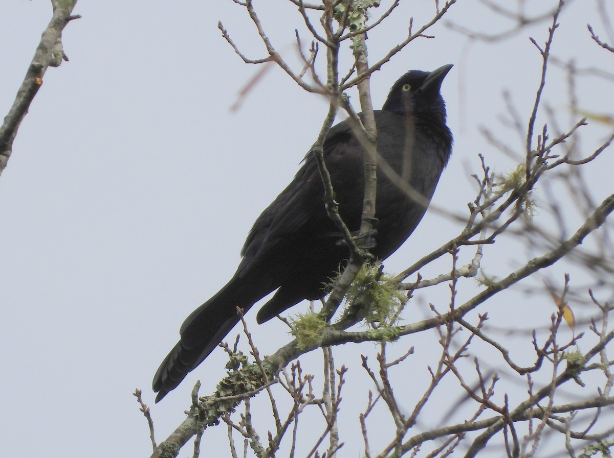 vlhovec lesklý - ML645869880