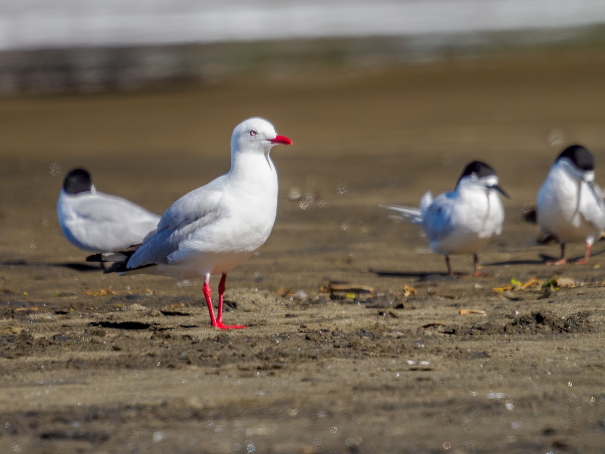 racek australský - ML645869881