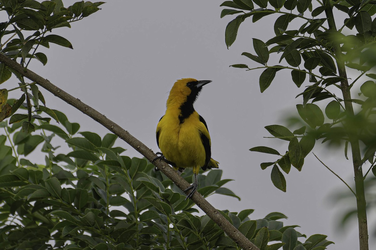 Yellow-tailed Oriole - ML645869885