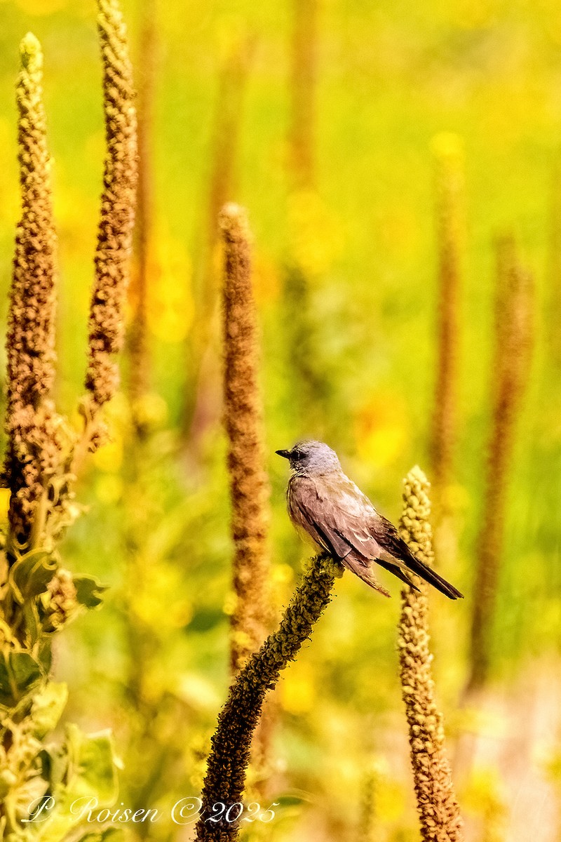 Cassin's Kingbird - ML645869886