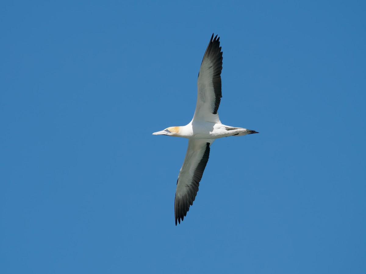 terej australský - ML645869889