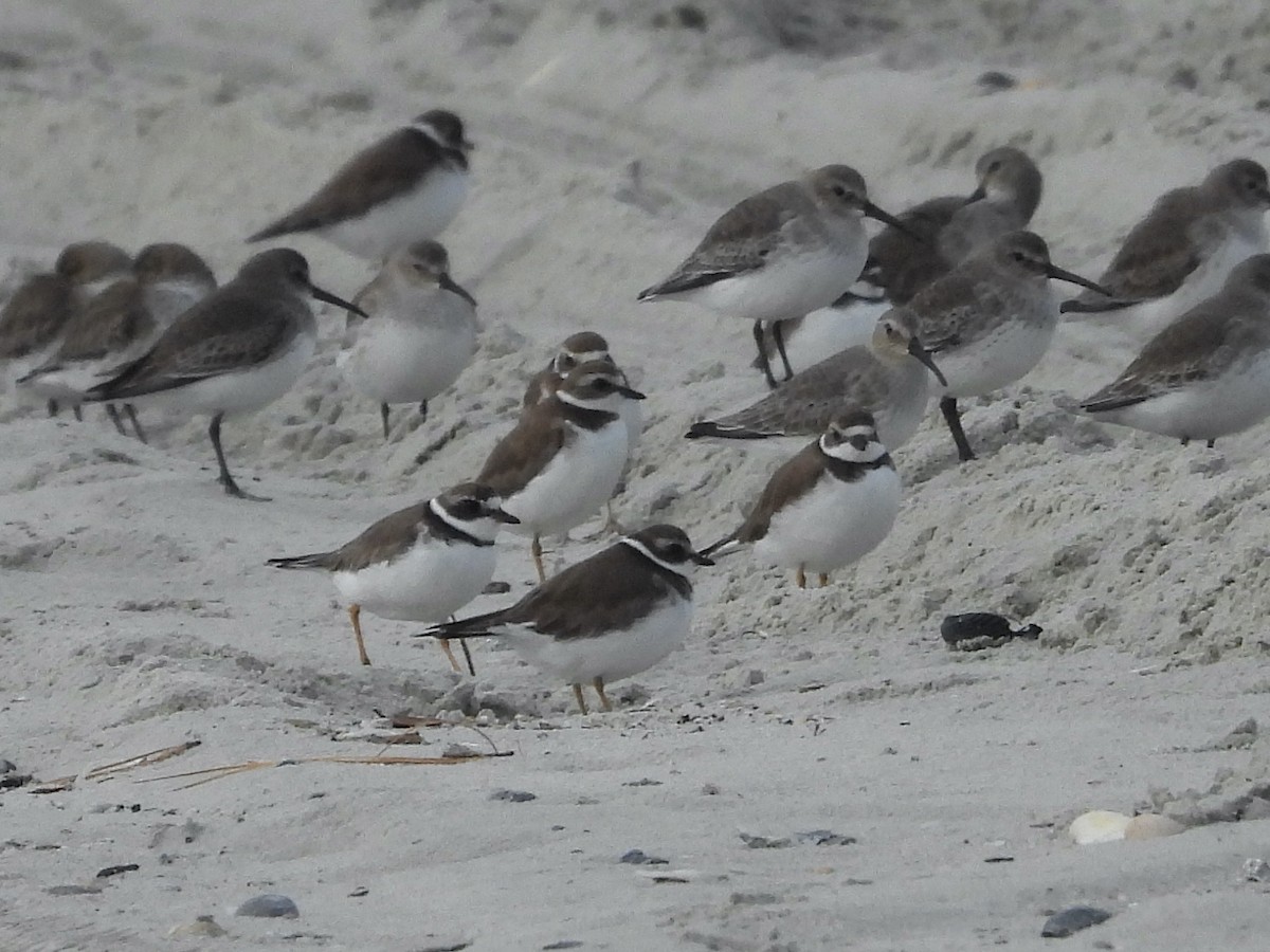 kulík kanadský - ML645869890