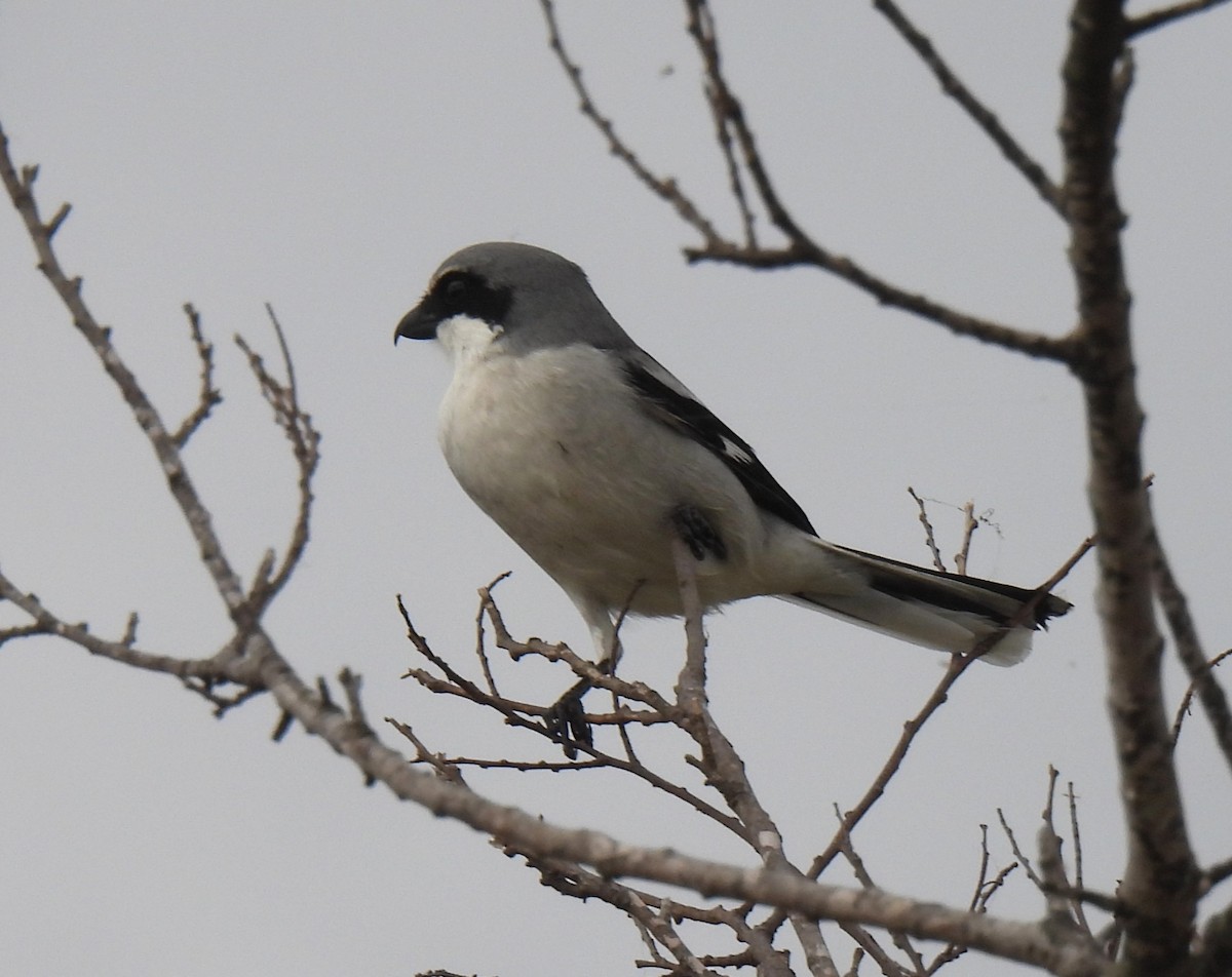 ťuhýk americký - ML645869891