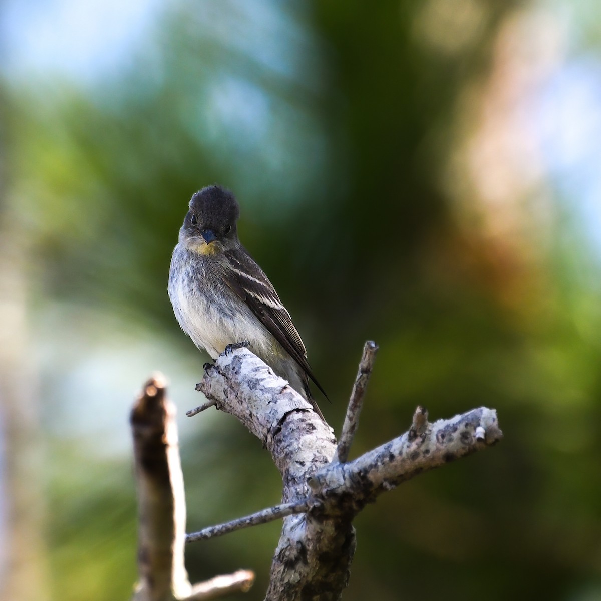 tyranovec východní - ML645869892