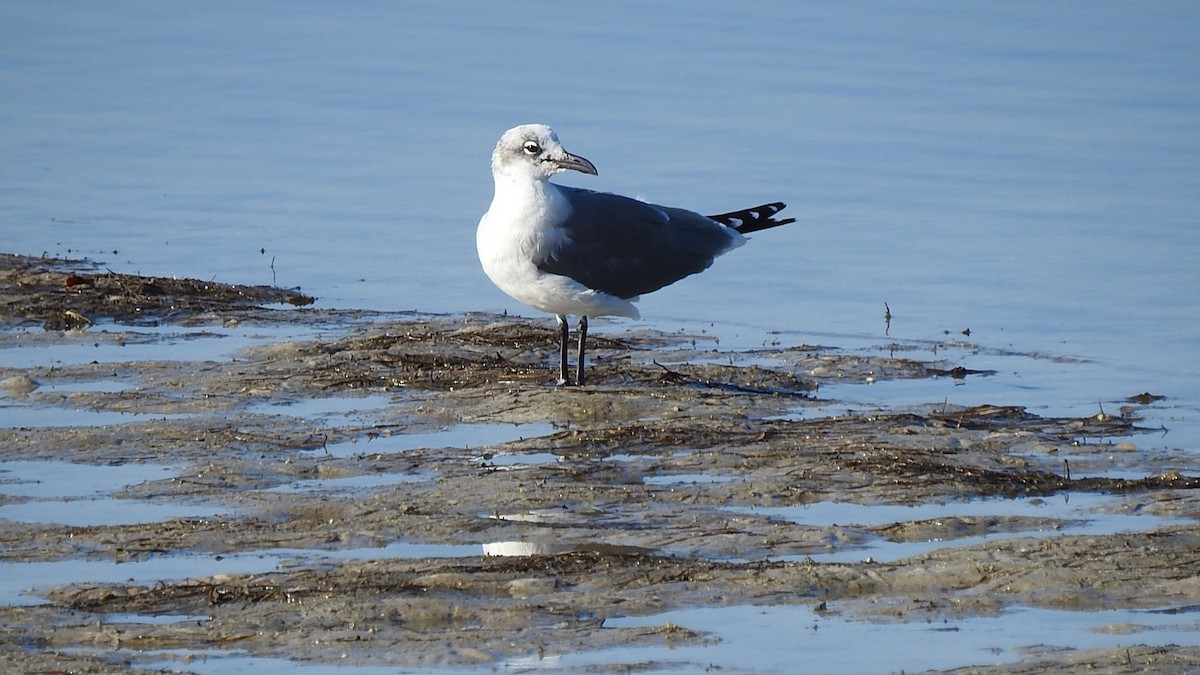 racek karibský - ML645869893