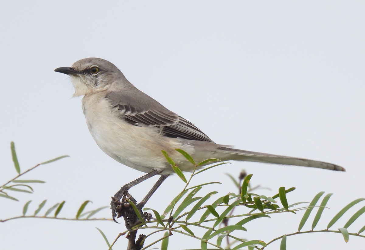 drozdec mnohohlasý - ML645869902