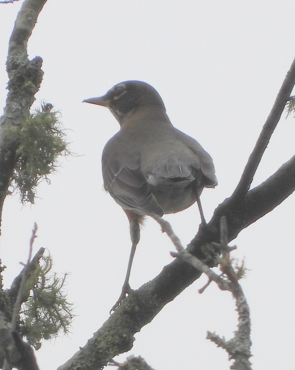 drozd stěhovavý - ML645869904