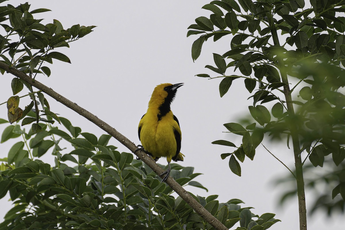 Yellow-tailed Oriole - ML645869906