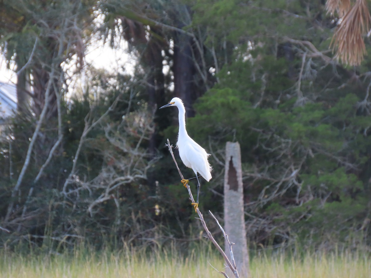 Snowy Egret - ML645869907
