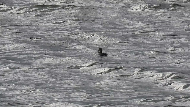 Пестроклювая поганка - ML645869909