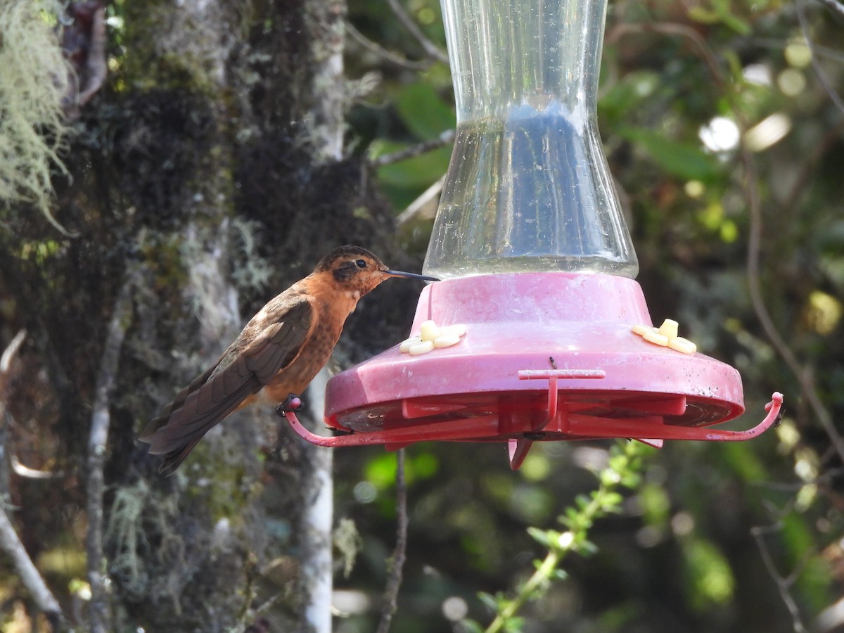 Rostkolibri - ML645869911