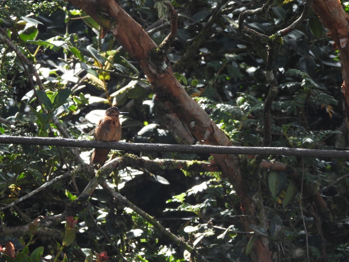 Rostkolibri - ML645869912