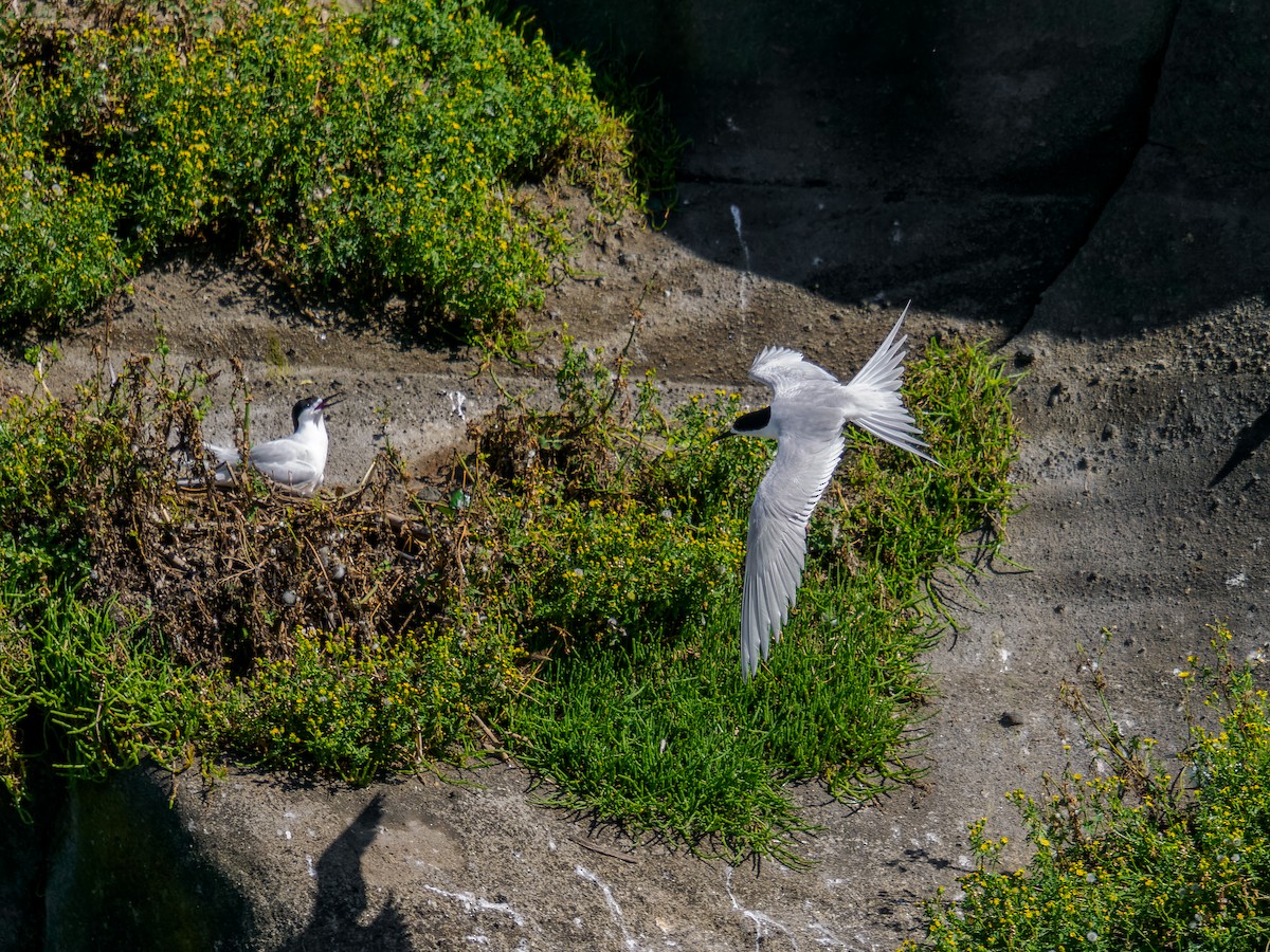 White-fronted Tern - ML645869914