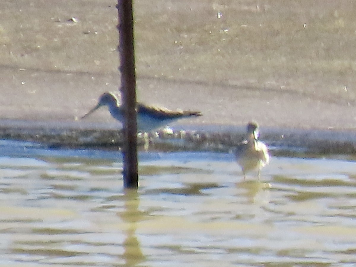 Greater Yellowlegs - ML645869918