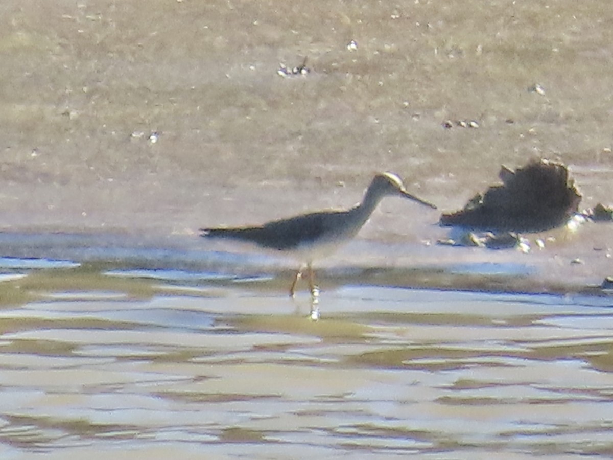 Greater Yellowlegs - ML645869919