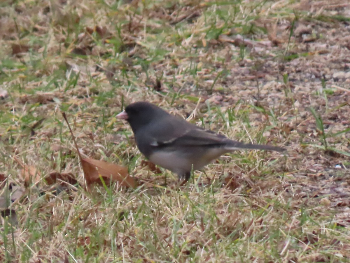 Dark-eyed Junco - ML645869923