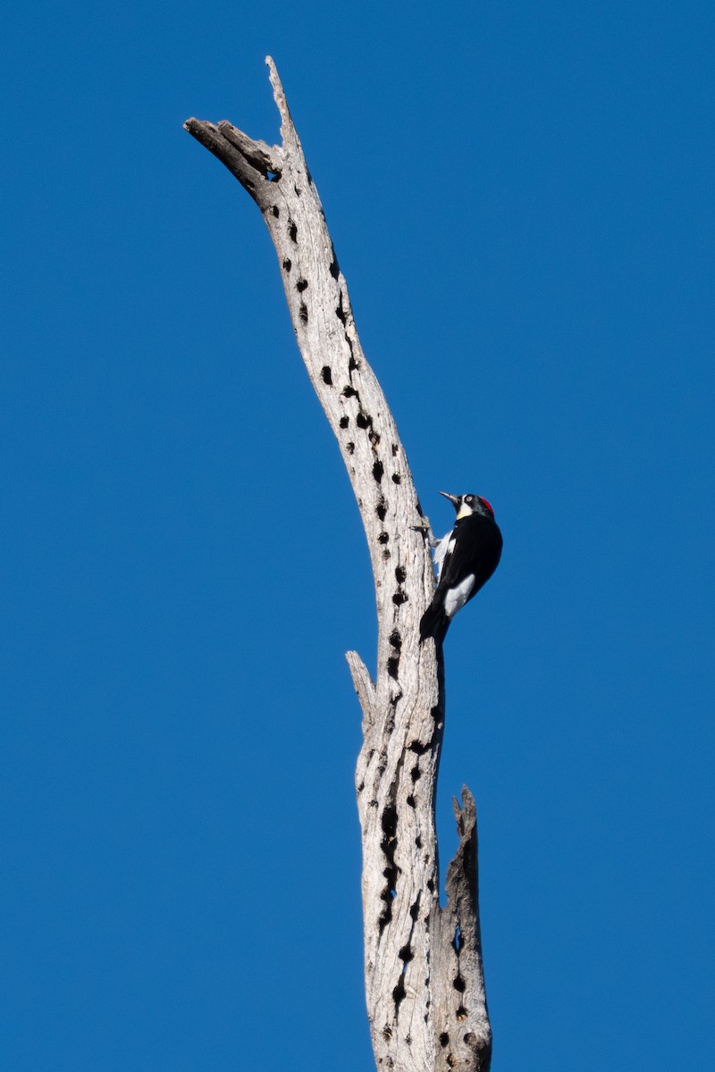 Acorn Woodpecker - ML645869927
